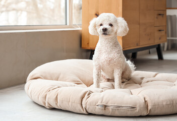 Cute poodle dog sitting in pet bed at home