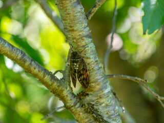 新緑の木にとまるアブラゼミ