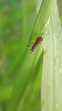 marsh fly (Sciomyzidae) on leaf