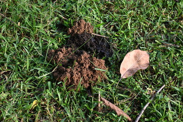 Cow dung was eaten by dung beetles and the soil was removed from inside. Similarly, cow dung mixed with soil increases the fertility of the land.