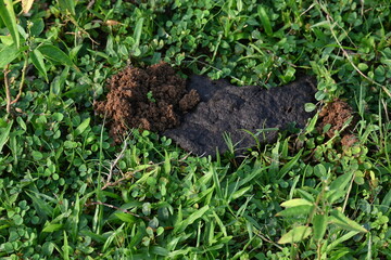 Cow dung was eaten by dung beetles and the soil was removed from inside. Similarly, cow dung mixed with soil increases the fertility of the land.