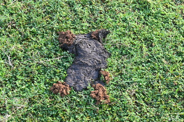 Cow dung was eaten by dung beetles and the soil was removed from inside. Similarly, cow dung mixed with soil increases the fertility of the land.