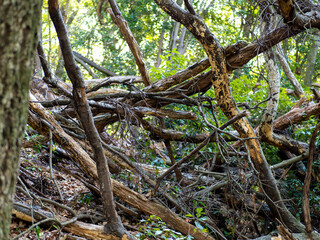 台風で倒れた山の木々