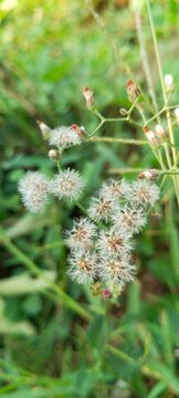 cyanthillium cinereum plant with fluffy seed head and flower buds