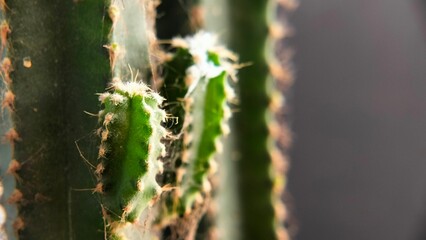 Close-up texture of a small green cactus with sharp spines, showing detailed patterns and natural color, perfect for backgrounds, nature, and botanical concepts.