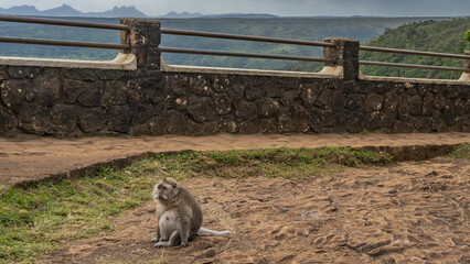 A pregnant macaca fascicularis sits on the ground, leaning on its paws. Big belly, fluffy beige...