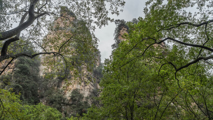 Obraz premium Picturesque high mountains against a misty sky. Steep rock slopes, sharp peaks. There are tree branches in the foreground. China. Golden Whip Brook. Wulingyuan National Park.