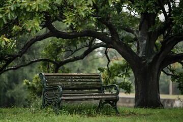 Old wooden park bench rests peacefully under the shade of a large leafy tree
