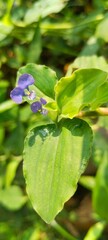 benghal dayflower (commelina benghalensis) with two blue blossoms and large leaves