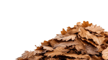 Dried brown oak leaves isolated on transparent background with natural autumn texture and detail