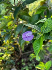 Background Nature Photo