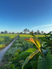 Background Nature Photo