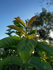 Background Nature Photo