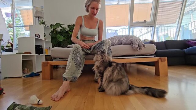 training domestic fluffy pedigree cat for treats