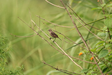 Prinia