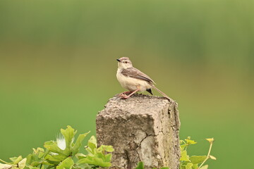 Prinia