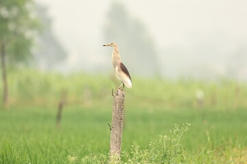 Obraz premium bird in the grass