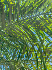 Copy space veins rainforest palm tree close-up jungle amazon.