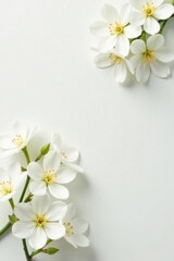 Obraz premium Delicate white jasmine blossoms scattered on pure white backdrop, background, fragile