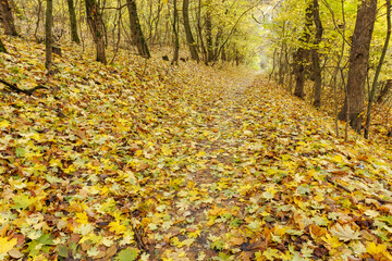 Forest Path Covered in Autumn Leaves