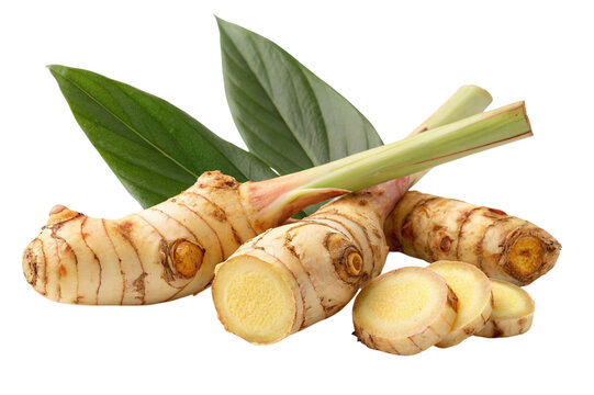 Fresh galangal root with green leaves isolated on transparent background