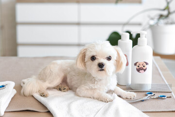 Cute Maltese dog with grooming accessories lying on table in salon