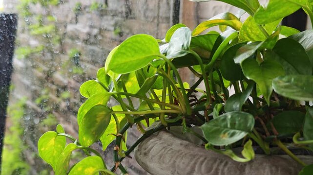 Marble Queen Pothos in shop