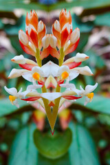 Orchid in bloom with mirroring