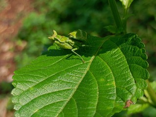 grasshopper on green leaf