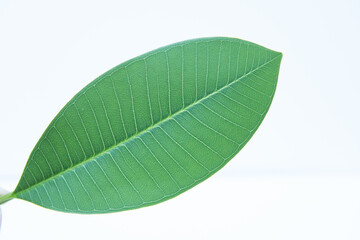 green leaf isolated on white