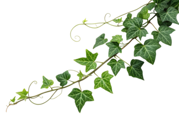 Green ivy vine with leaves growing and curling isolated on transparent background