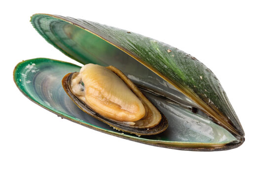 Open green mussel with flesh isolated on transparent background