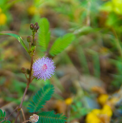 dragonfly on thistle