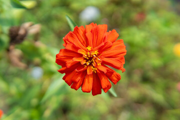 orange flower in the garden