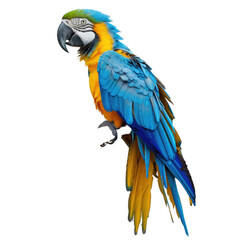 Fototapeta premium Blue-gold macaw perched, jungle backdrop, wildlife poster