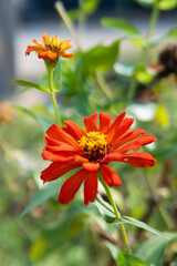 red and yellow daisy