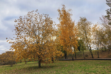 Autumn foliage in a park setting showcasing colorful trees and a cloudy sky