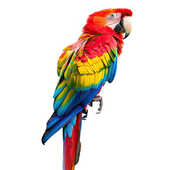 Fototapeta premium Scarlet Macaw perched, tropical rainforest background, wildlife photography, exotic bird