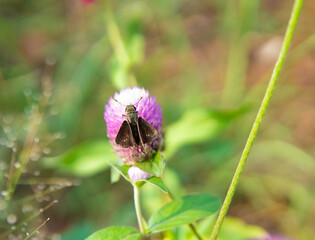 butterfly on a flower