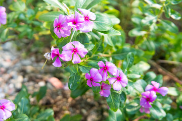 flowers in the garden