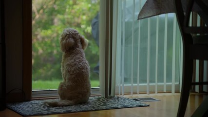 Goldendoodle dog pet sits in front of the glass door and looking outside.