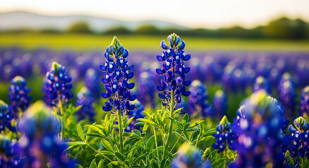Vibrant Bluebonnet Field in Soft Golden Light with Dreamy Bokeh