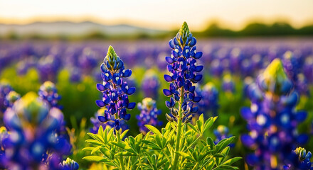 Vibrant Bluebonnet Field in Soft Golden Light with Dreamy Bokeh