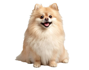 Obraz premium A fluffy Pomeranian Spitz dog sits happily on a white background, displaying a cheerful expression with its mouth open and tongue out.