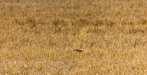 Swallow, hirundo rustica bird flying above agriculture field. Wildlife animal