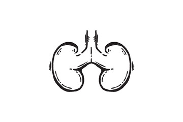Hand drawn Human Kidneys Organ icon vector sketch illustration