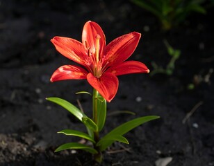 Fototapeta premium Vibrant red lily in full bloom, emerging from dark soil