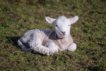 Obraz premium Newborn lamb resting on fresh spring grass in sunlight, New Zealand