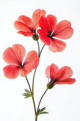 Obraz premium Delicate coral pink flowers with translucent petals and visible veins on slender stems against a clean white background