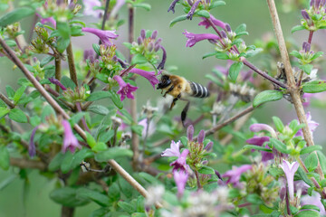 Honey bee flighting on the the baby lilac shrub (Leptodermis oblonga)